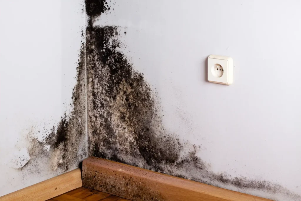 Trusted Mold Remediation in Marietta