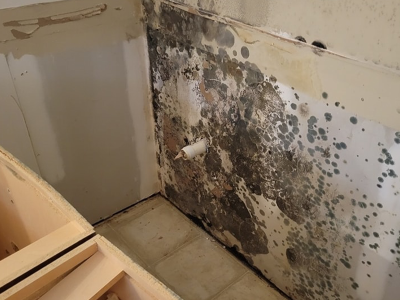 Mold removal and remediation